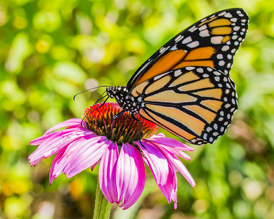 Monarch and Milkweed Butterflies