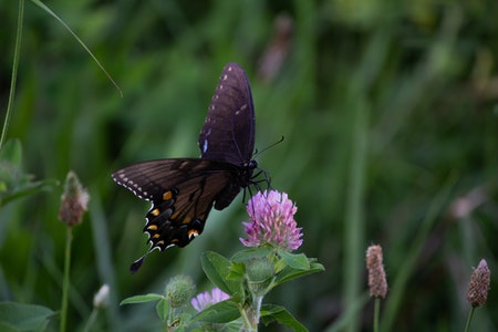 ิีbutterfly on the flower